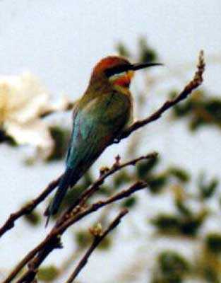 female rainbow bird