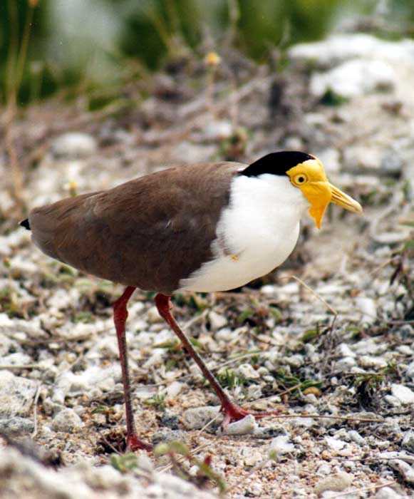 Spur-Winged Plover guarding nest