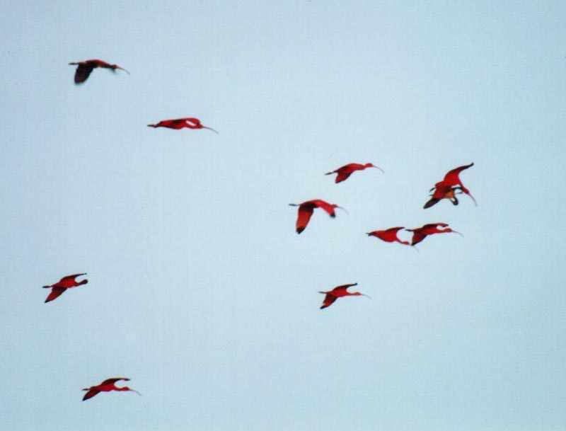 group of 11 scarlet ibises flying