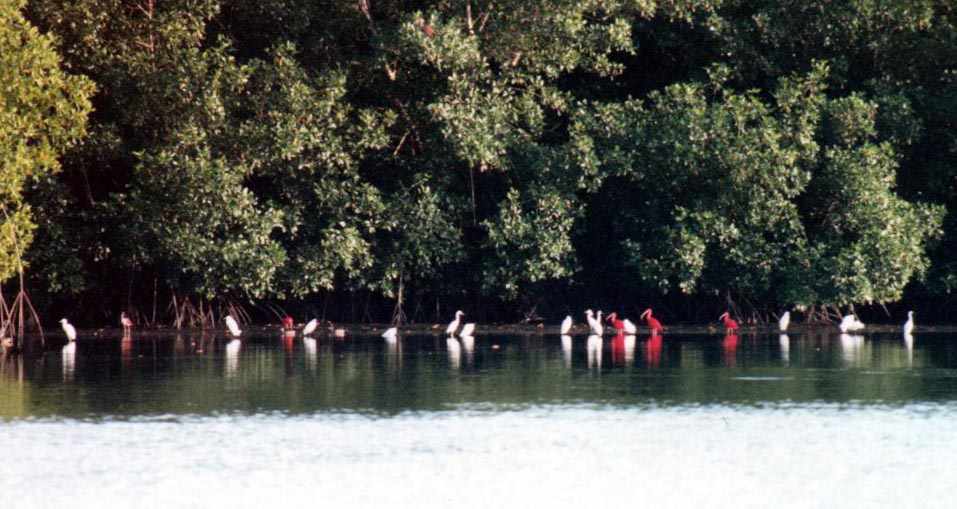 group of 20 scarlet ibises feeding