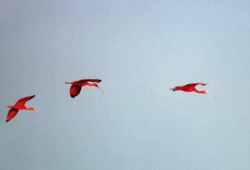 closeup of 3 scarlet ibises flying