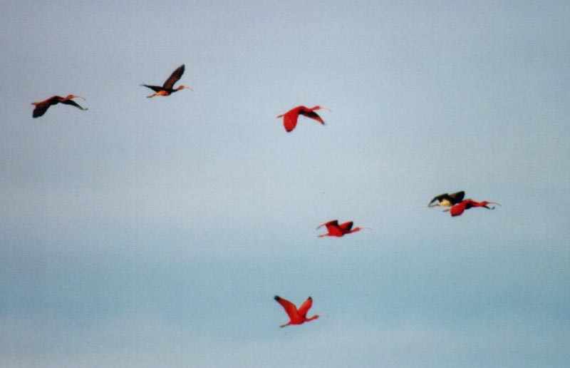 closeup of 7 scarlet ibises flying