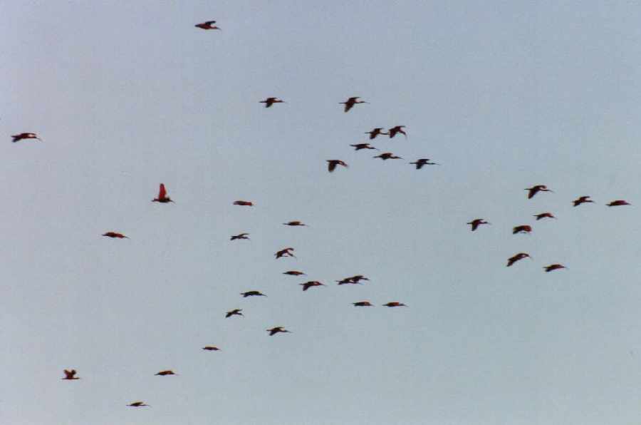 large flock of scarlet ibises flying