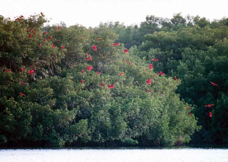 roosting tree with about 40 roosting scarlet ibises