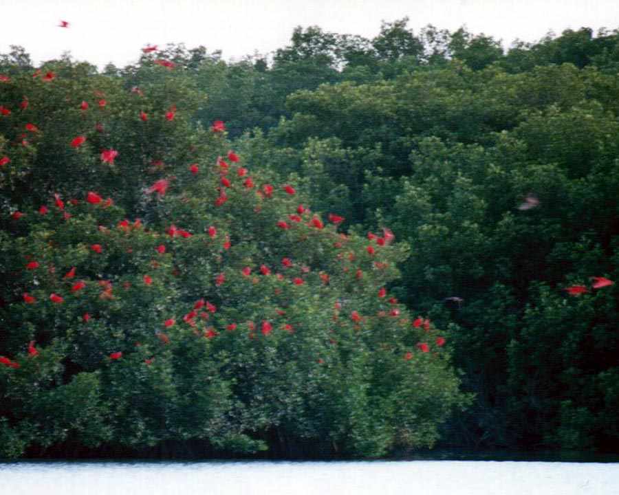 roosting tree with about 60 ibises