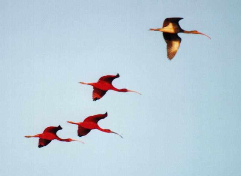 three adult and one adolescent scarlet ibis flying