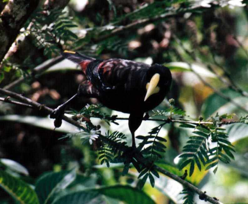 Crested Oropendola closeup in bush