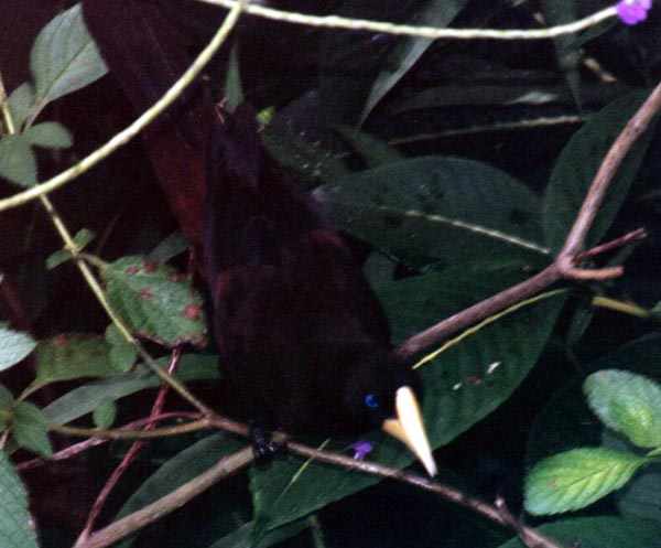 Crested Oropendola closeup from above