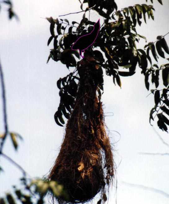 giant cowbird outlined on top of an oropendola nest