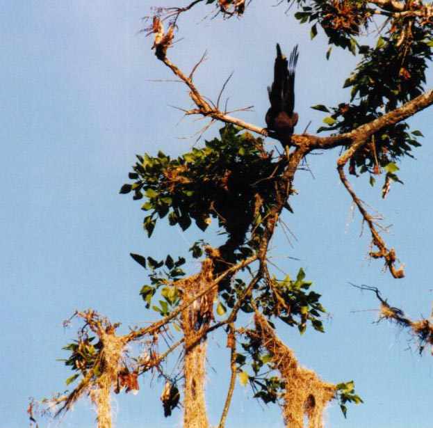 male Oropendola displaying above the nest