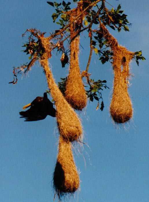 male Crested Oropendola displaying upside down on a nest