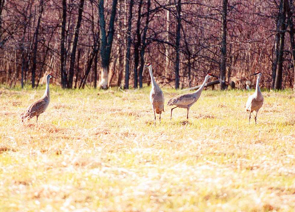 four sandhill cranes standing around nervously