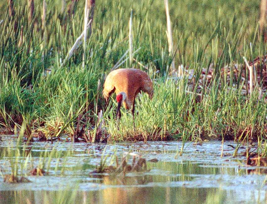 head-on view of juvenile sandhill crane