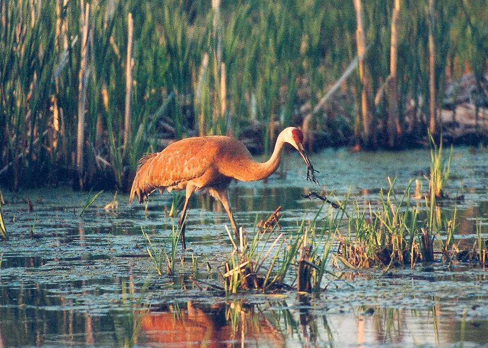 juvenile sandhill crane pulling weeds from the water