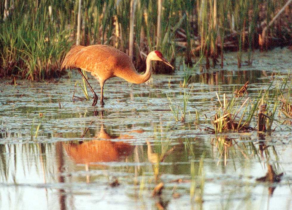 juvenile sandhill crane wading through water