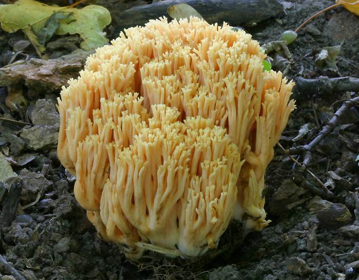Fungus Pictures