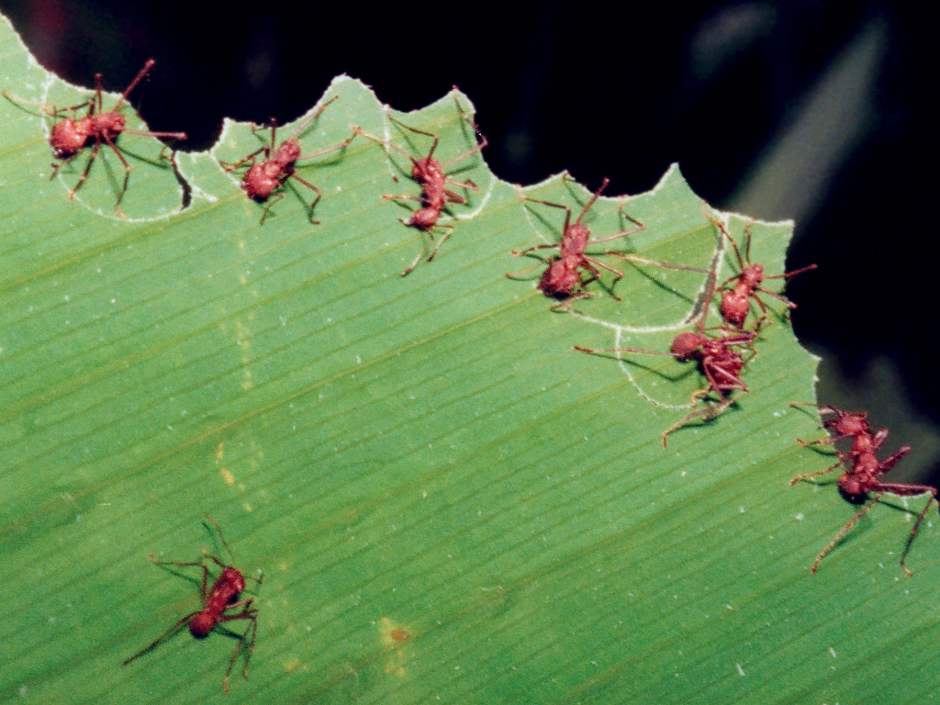 leafcutter ants cutting up a banana leaf