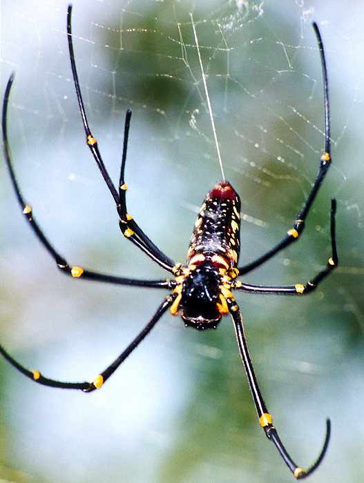 Giant Wood Spiders maculata)