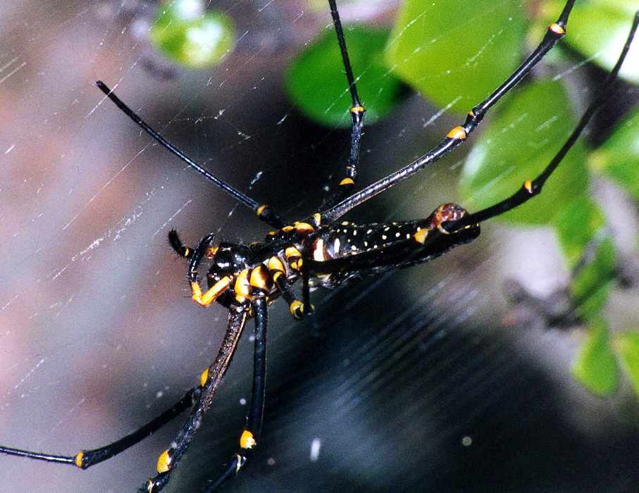 Giant Wood Spiders Nephila Maculata