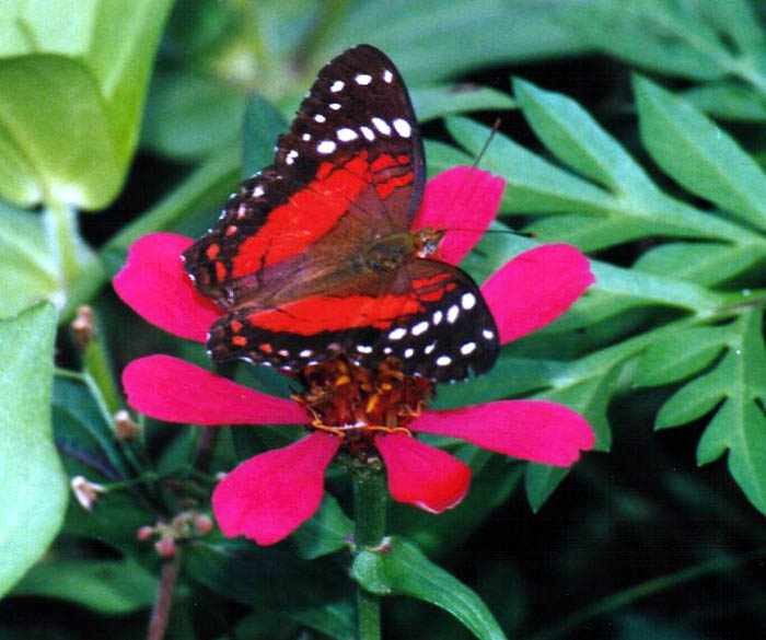 Black Red Butterfly