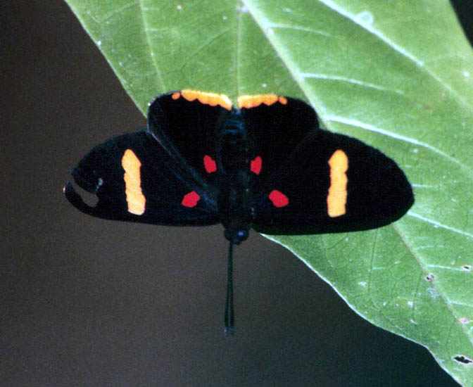 attractive black butterfly with yellow and red markings