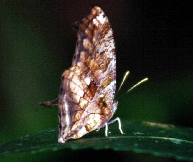 blotchy brown butterfly which looks a bit like a leaf