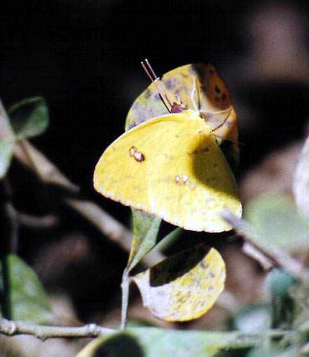 sulphur butterfly laying flat on a yellow leaf