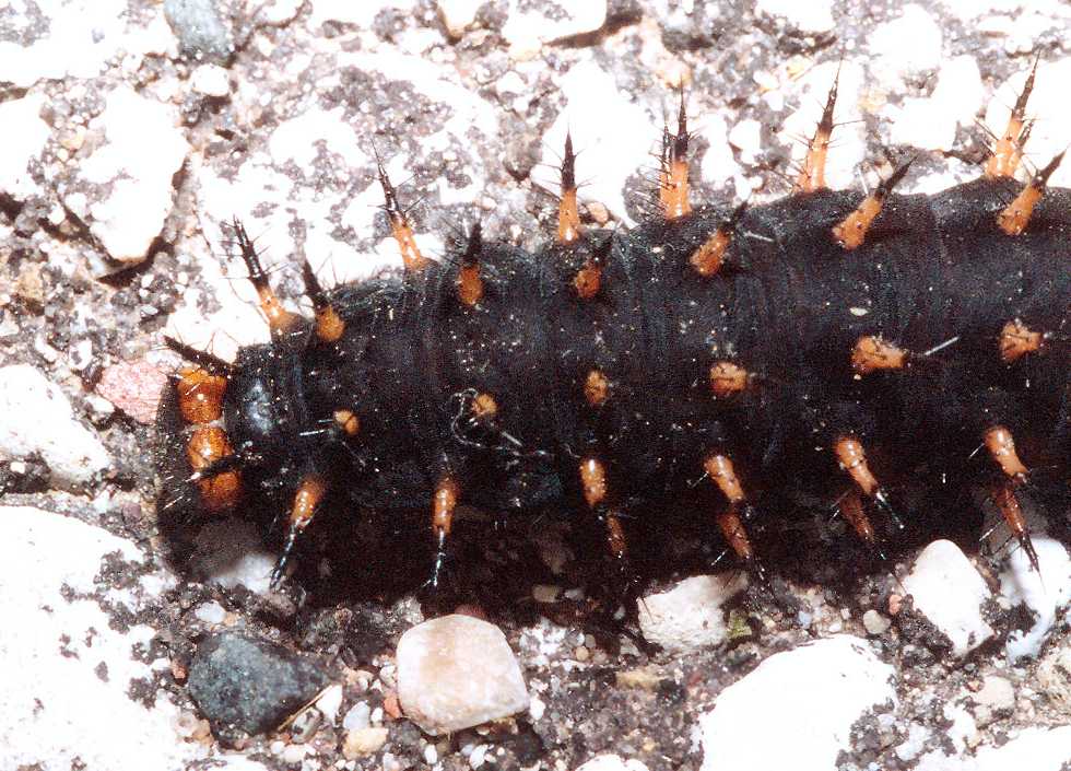 Great Spangled Fritillary caterpillar   (click here to open a new window with this photo in computer wallpaper format)