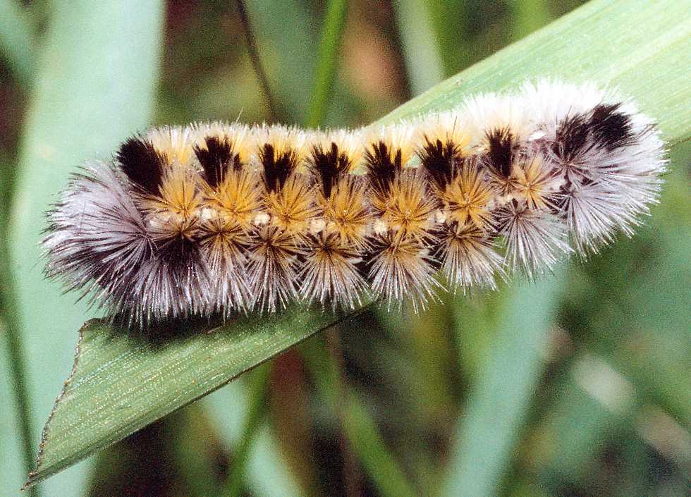 yellow black and white caterpillar. Ctenuchid moth caterpillar
