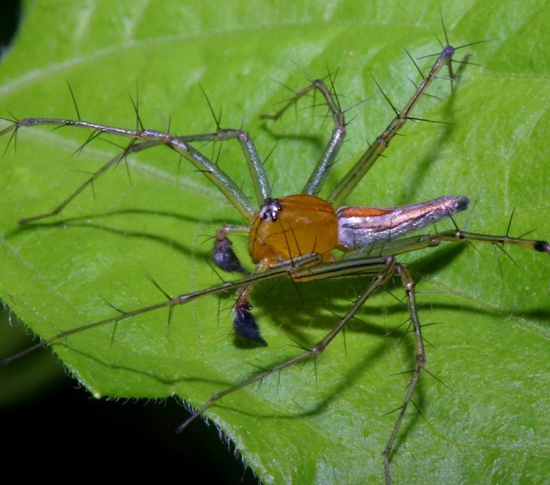 lynx spider   (click here to open a new window with this spider in computer wallpaper format)