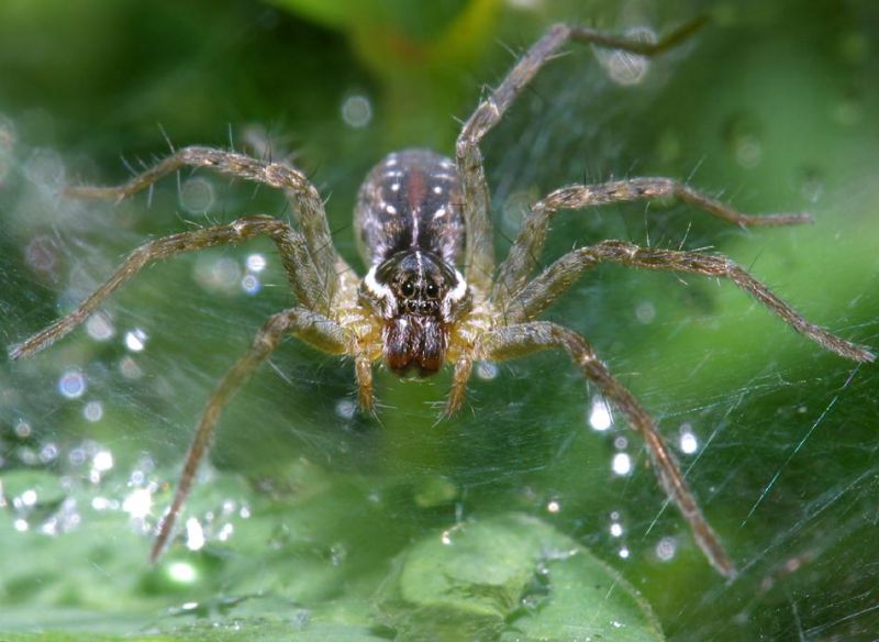 Bach Ma funnel web spider