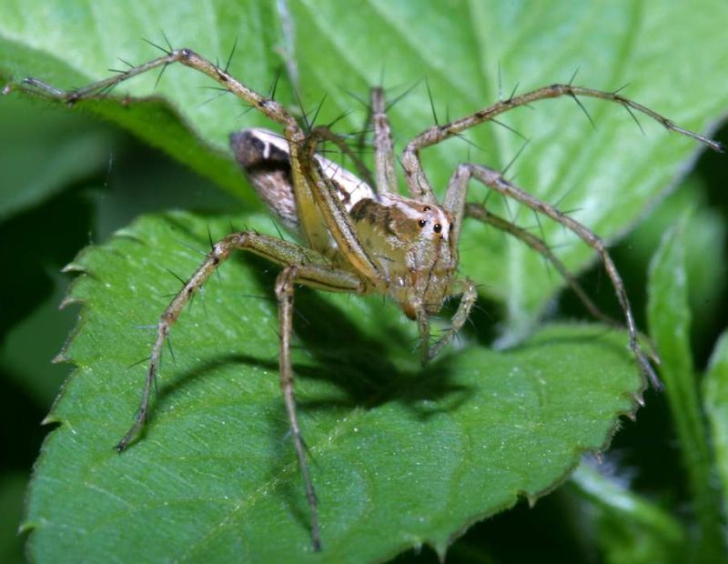 lynx spider   (click here to open a new window with this spider in computer wallpaper format)