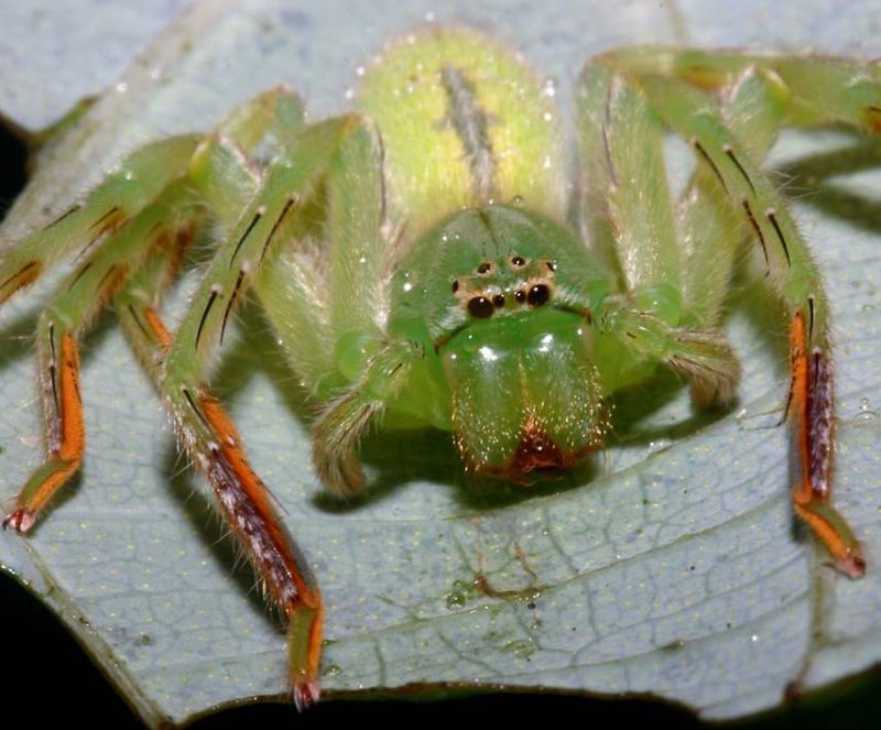 huntsman spider bite. large green and orange spider