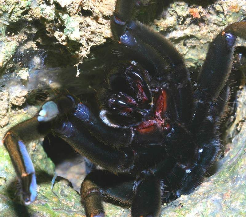 Thailand black tarantula   (click here to open a new window with this spider in computer wallpaper format)