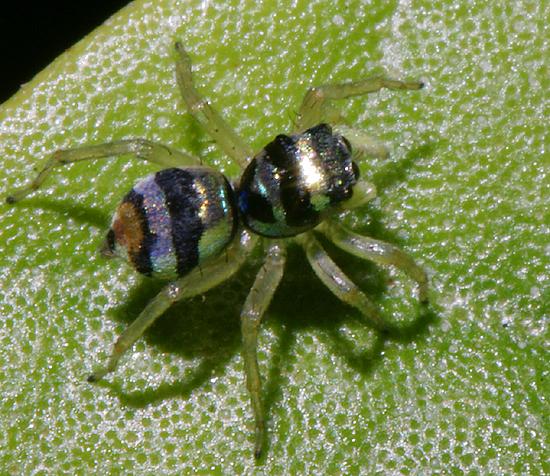 tiny metallic colored jumping spider