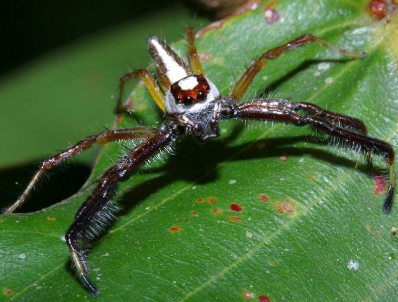 two-striped jumping spider (Telamonia dimidiata)   click here to open a new window with this spider in computer wallpaper format