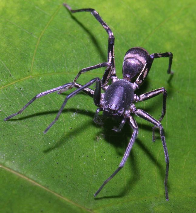 ant mimic spider   (click here to open a new window with this photo in computer wallpaper format)