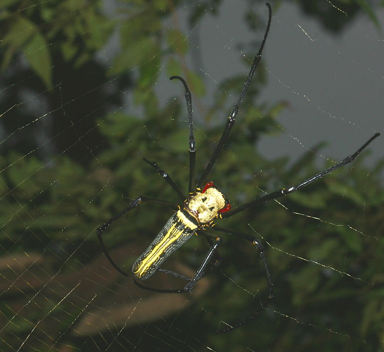 giant wood spider  (Nephila maculata)