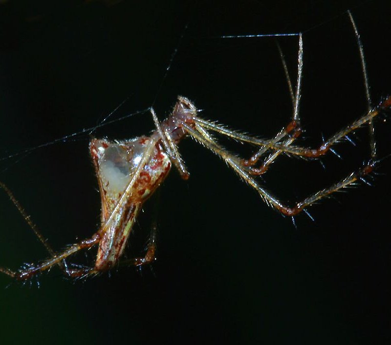 spider with transparent belly with eggs inside   (click here to open a new window with this spider in computer wallpaper format)