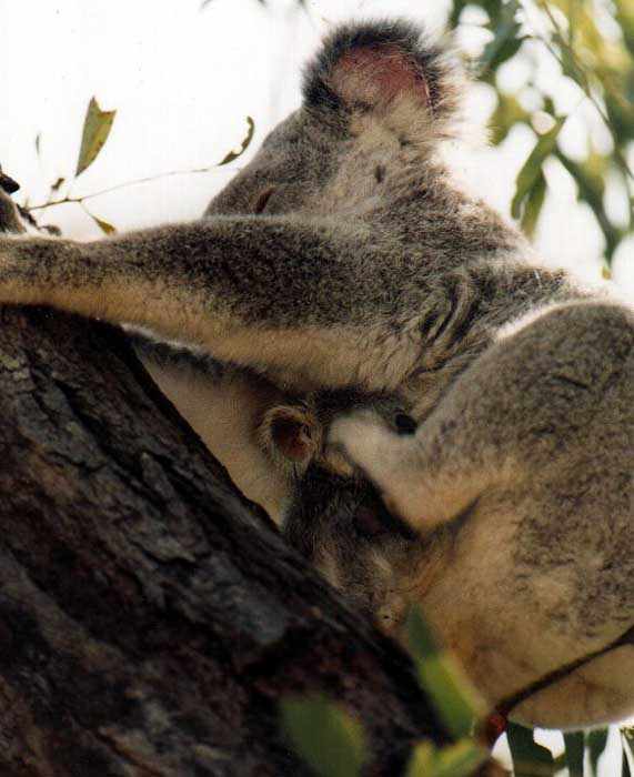 koala scratching joey
