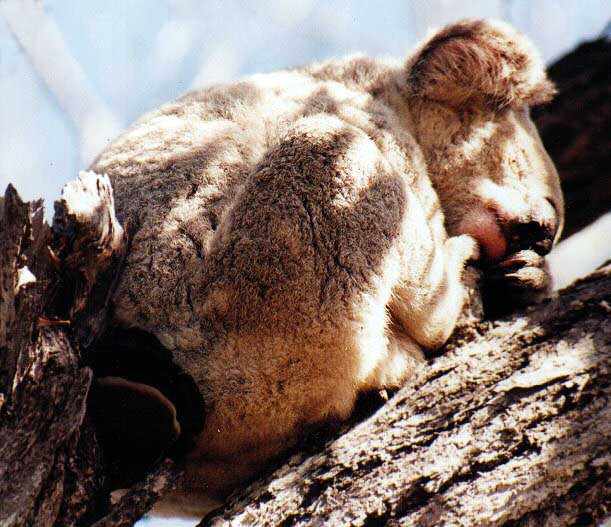 koala sleeping on a toadstool
