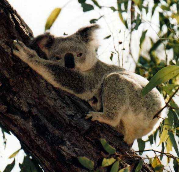 koala staring drowsily down