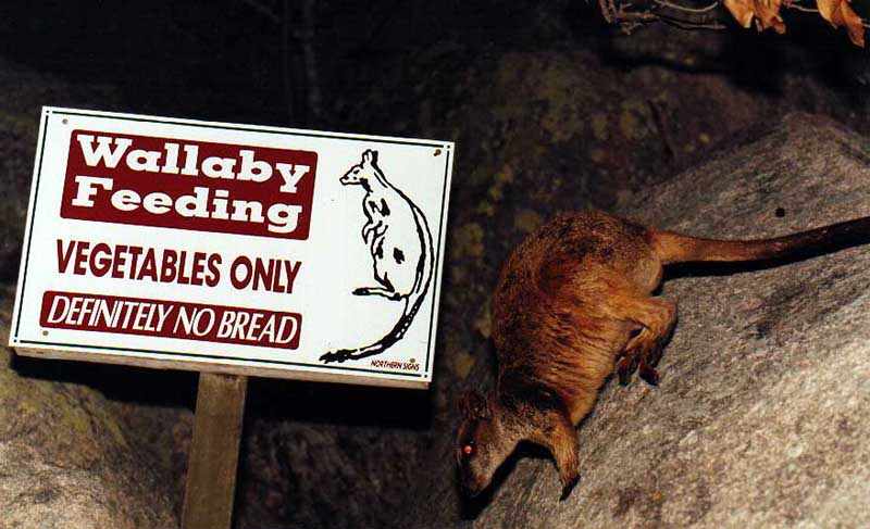 wallaby with feeding sign