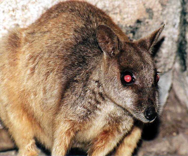 wallaby with red eyes