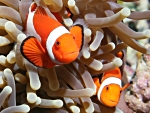 clownfishes