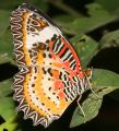leopard lacewing butterfly