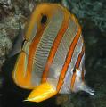 long-beaked coralfish