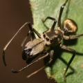 ant-mimic spider