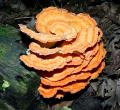 click here to see the USA Fungi photo galleries