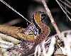 click here to see the Tobago Reptile photo galleries